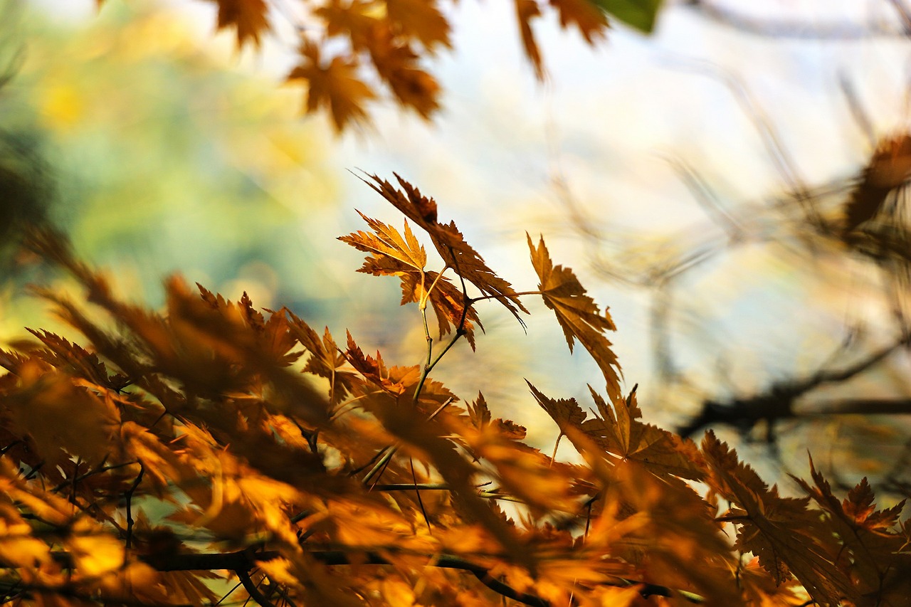 hojas de otoño en el suelo