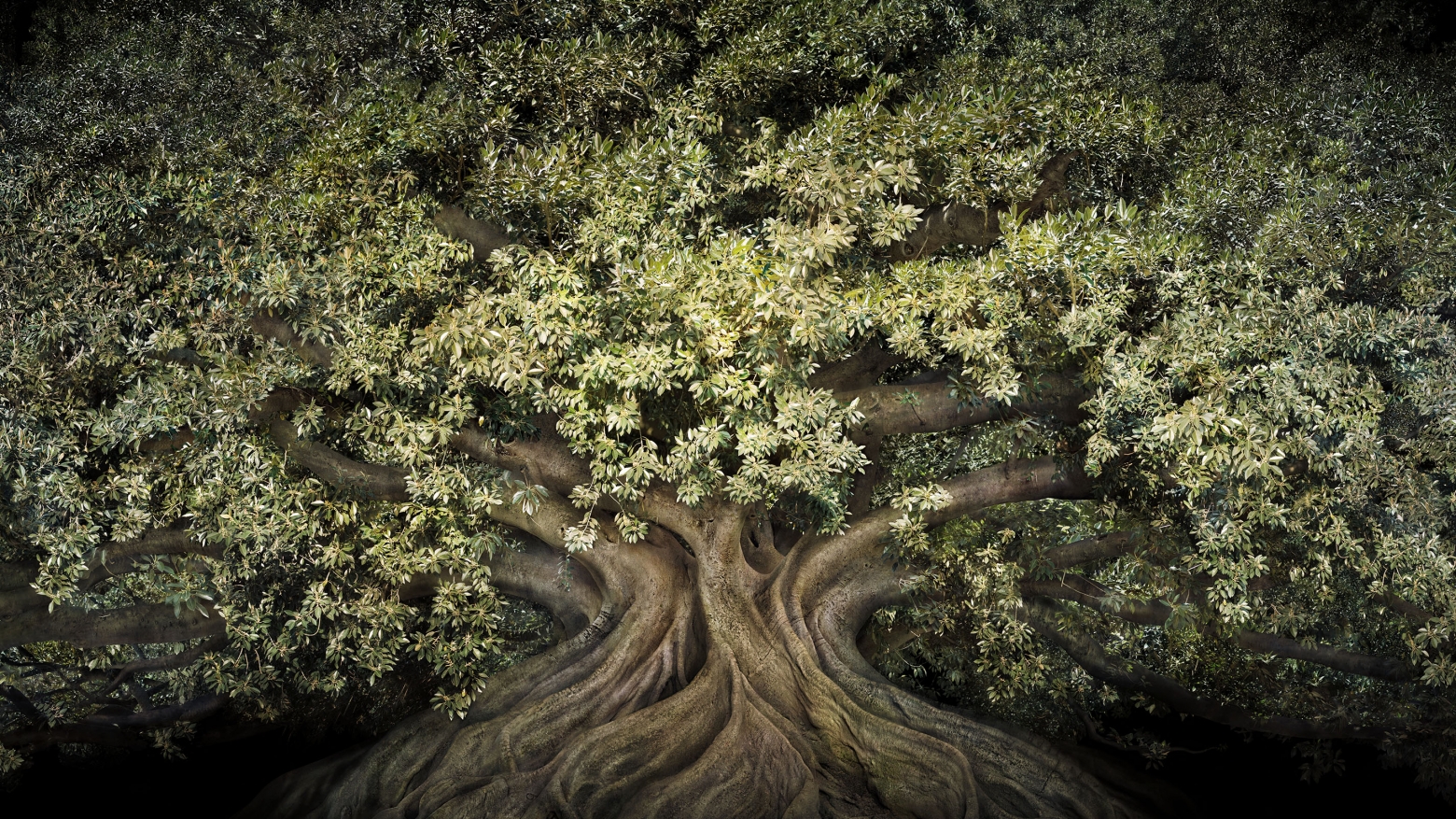 Un árbol precioso, con un tronco marrón inmenso y una copa llena de horas verdes brillantes