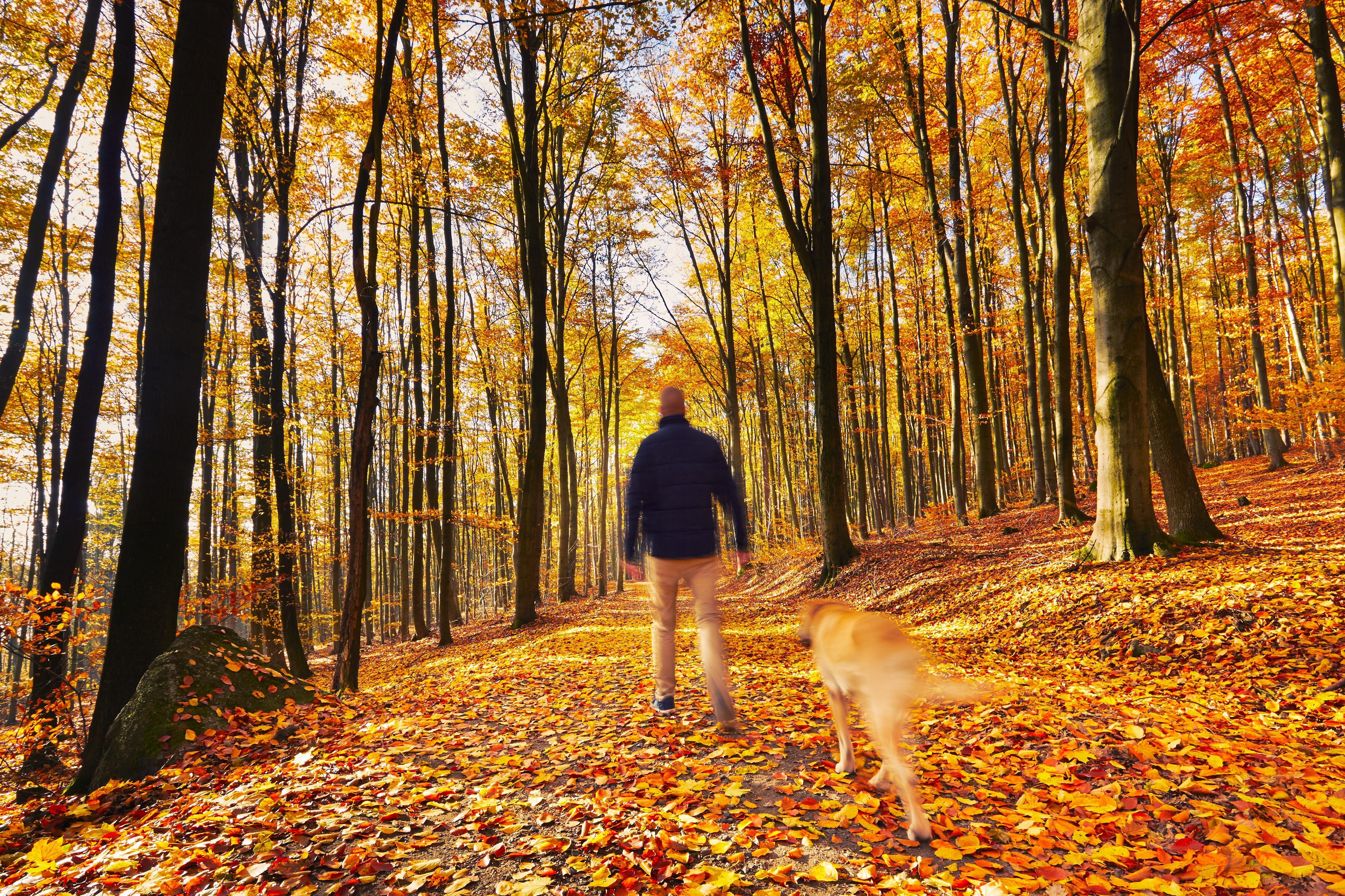 Hombre de espaldas caminando por un bosque otoñal, lleno de hojas caídas